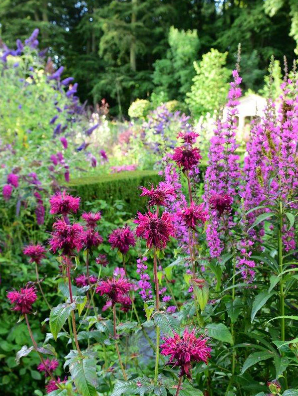 close-uo-blomster-claus-dalby-1