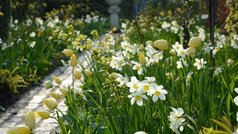 tulipaner-dalby-have-1
